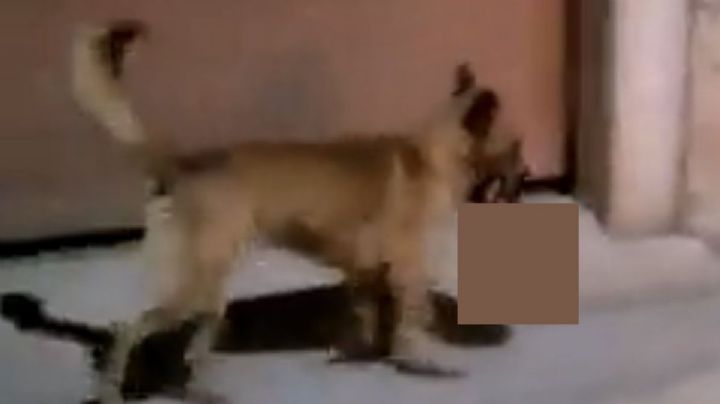 VIDEO: Perro lleva cabeza humana en el hocico en Zacatecas