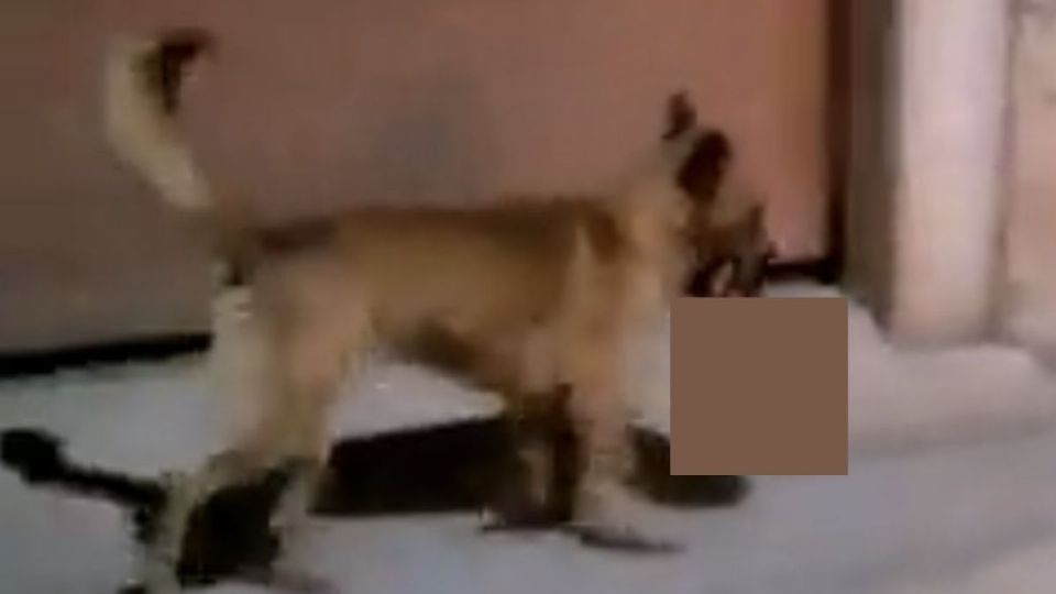 El perro lleva la cabeza desde la lengua