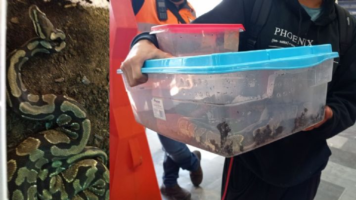 Detienen a pasajero del Metro CDMX por viajar con serpiente en una caja