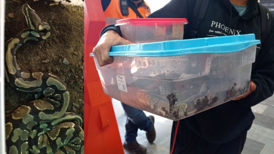 Detienen a pasajero del Metro CDMX por viajar con serpiente en una caja. Foto: Metro