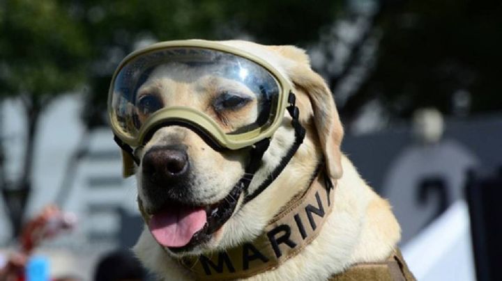 Frida la perrita rescatista del sismo 2017 falleció