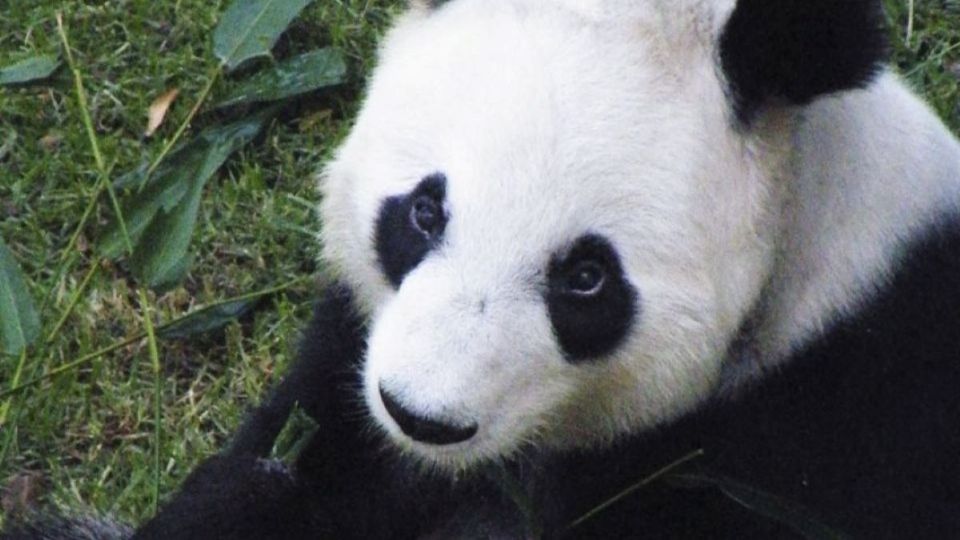 Esta es la única panda en el mundo que no nació en China