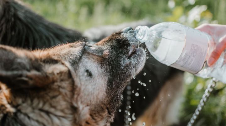 ¿Jadea mucho? Qué hacer ante un golpe de calor en perros y gatos