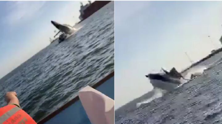 VIDEO ¡Heridos! Ballena salta del agua y cae sobre turistas en Sinaloa