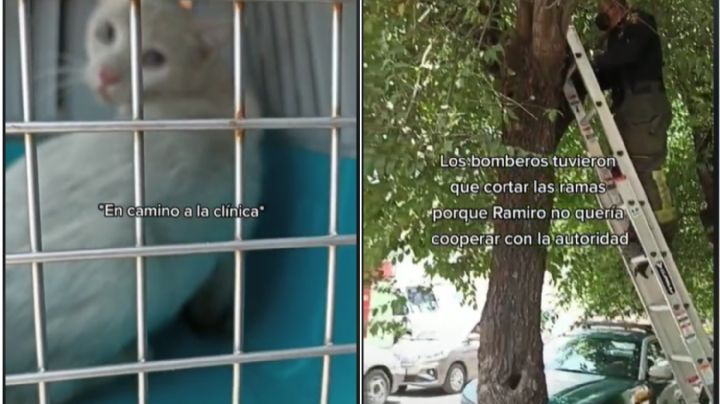 VIDEO Gatito de CDMX se hace viral tras ser rescatado de un árbol por bomberos