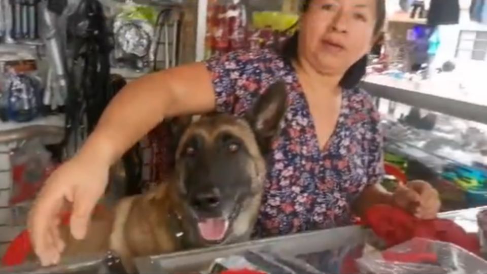 VIDEO ¿Y tu perro qué hace? Esta perrita atiende a los clientes en ferretería. Foto: Captura