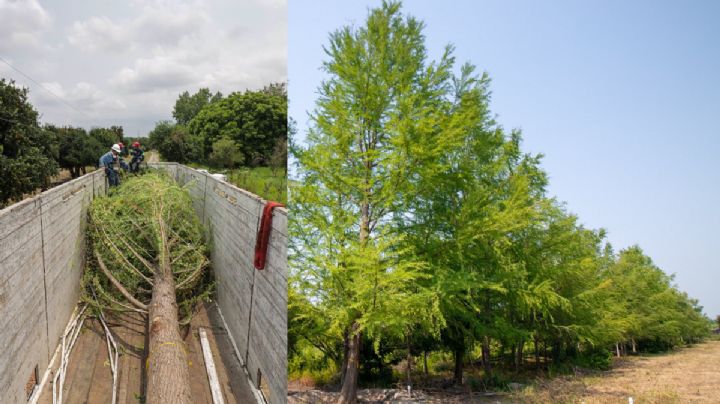 FOTOS Así será el Ahuehuete de 20 años que será plantado en Reforma