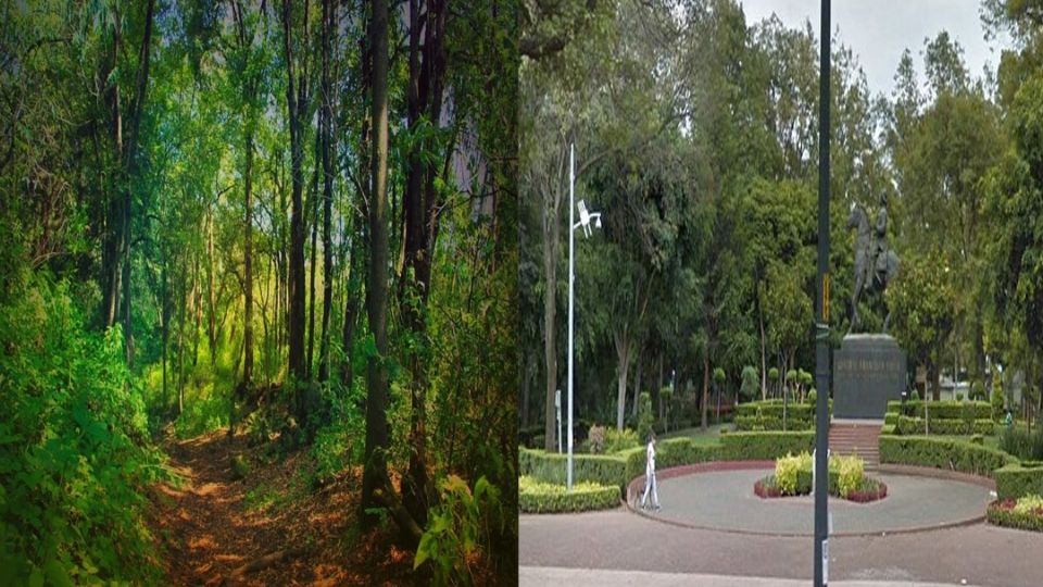 Los parques de la Ciudad de México no solo purifican el aire, sino que son un gran sitio para pasar un fin de semana.