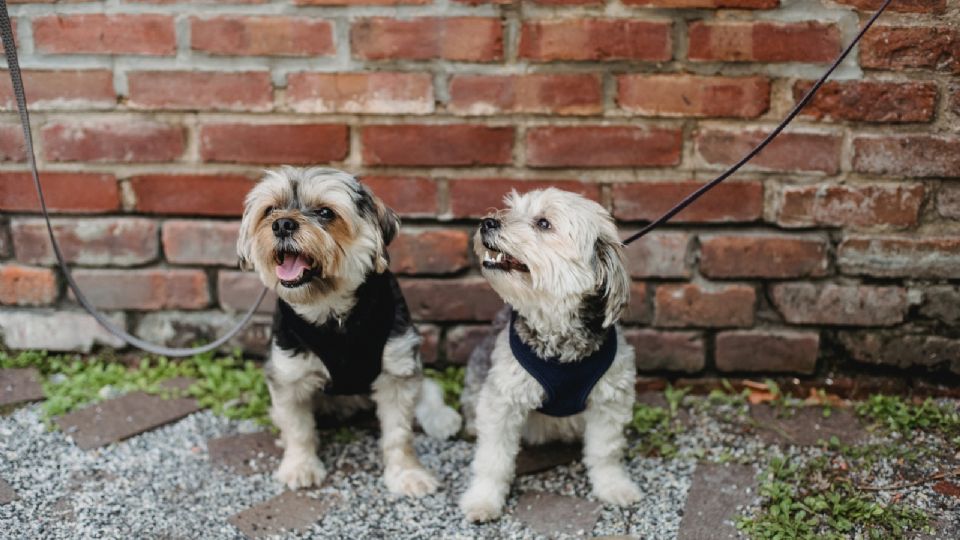 Este paseo tiene la finalidad de fomentar la cultura de la adopción