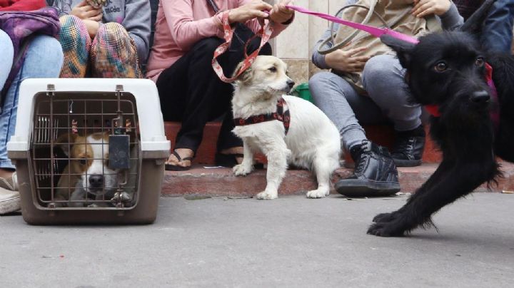 ¿Y las criaturas? Qué hacer con tu mascota en caso de sismo en CDMX