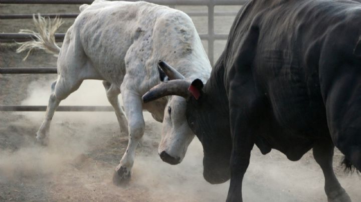 Corridas de toros SUSPENDIDAS en CDMX por esta razón