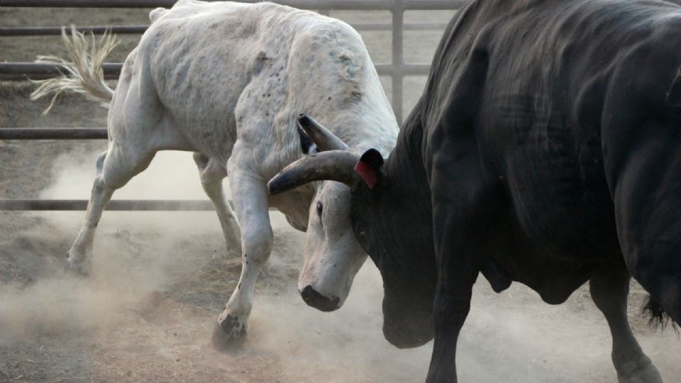 Prohibieron temporalmente las corridas de Toros en CDMX