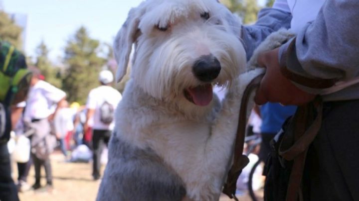 CANFEST Azcapotzalco 2022: ¡Esterilización, vacunas antirrábicas y cortes GRATIS!