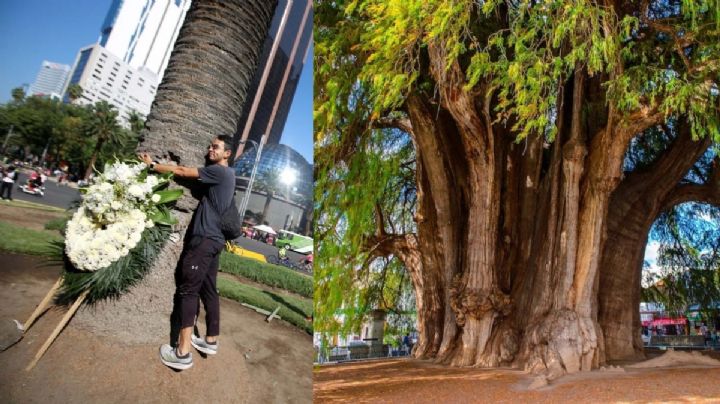 Ahuehuete es el árbol ganador que será plantado en la Glorieta de la Palma