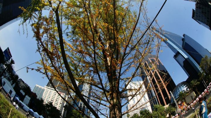 10 datos sobre el nuevo Ahuehuete de Reforma en la CDMX