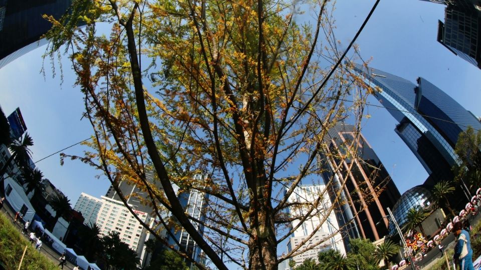 10 datos sobre el nuevo Ahuehuete de Reforma en la CDMX. Foto: Gobierno CDMX