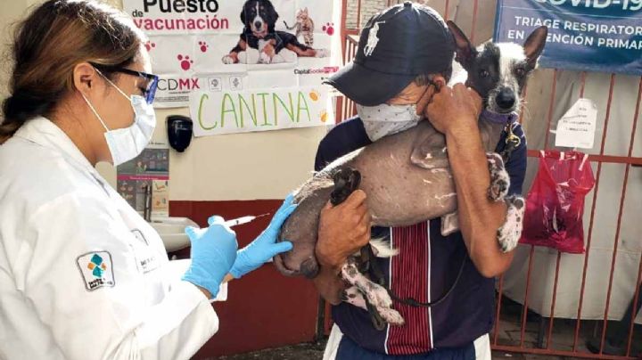 ¡Único día! Aplicarán vacuna GRATIS contra la rabia para perros y gatos en Neza