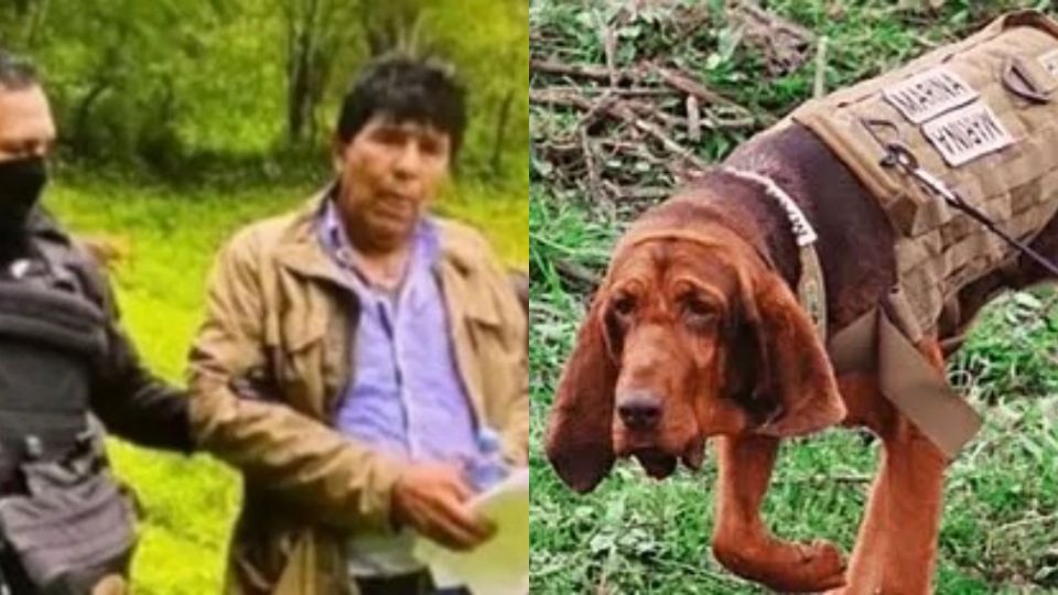 Caro Quintero fue capturado por 'Max', perrita adiestrada en rastro