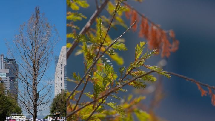 FOTOS Ahuehuete en Reforma está reverdeciendo después de secarse