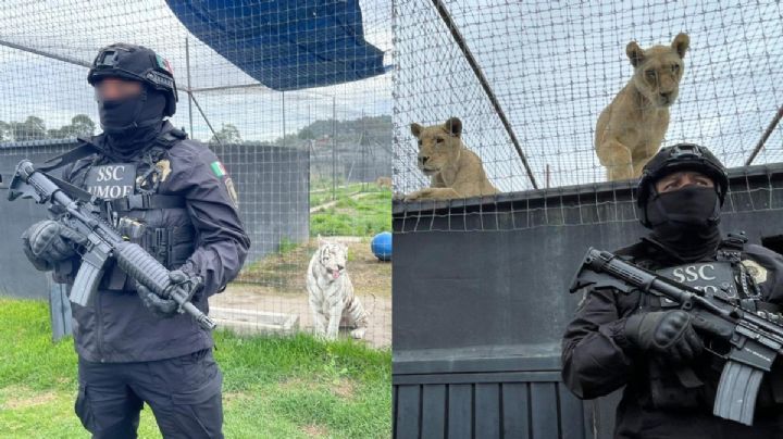 Histórico rescate de 177 tigres y leones en el Ajusco fue por maltrato animal