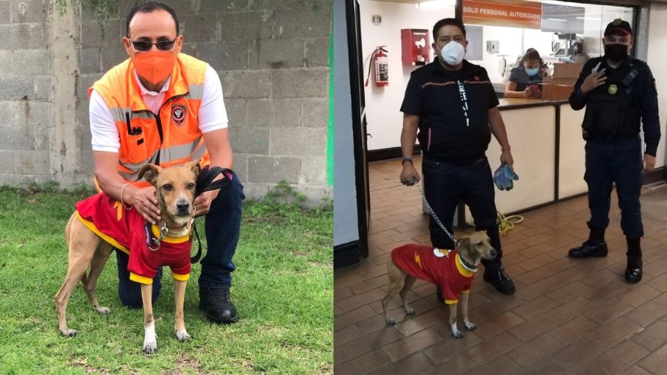 Rescatan a perro 'Flash' en la estación Tacuba del Metro CDMX. Foto: Metro