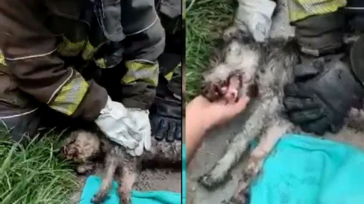 VIDEO: Los buenos somos más: Bomberos rescataron a perrito intoxicado