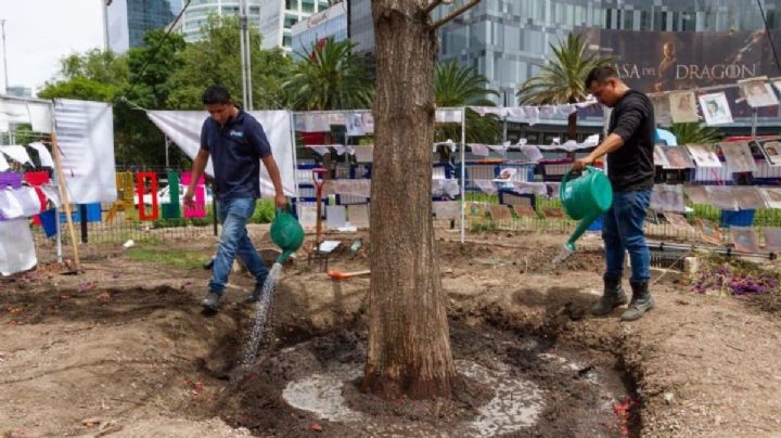 Ahuehuete de Reforma es amurallado por estos motivos