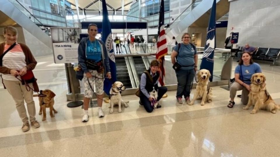 Cinco cachorros de las razas labrador, golden retriever y papillón son entrenados en el Aeropuerto Metropolitano de Detroit como asistentes de personas con discapacidad.
