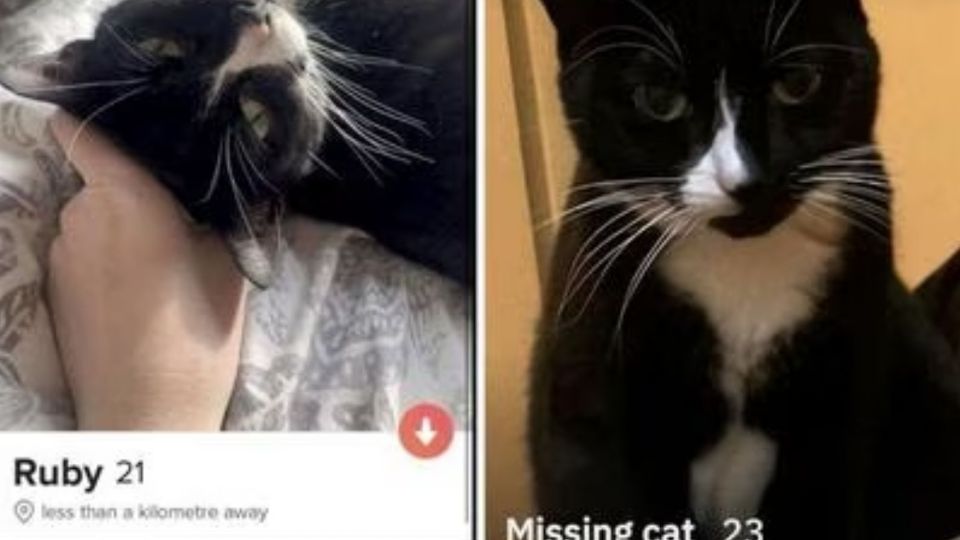 Una joven en Reino Unido abrió un perfil de su gato en Grindr , app para la comunidad LGBT+ con la finalidad de encontrarlo

