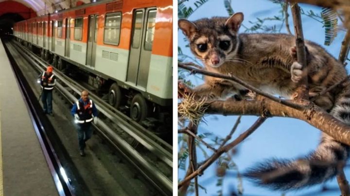 Cacomixtle, el más buscado en la L7 del Metro