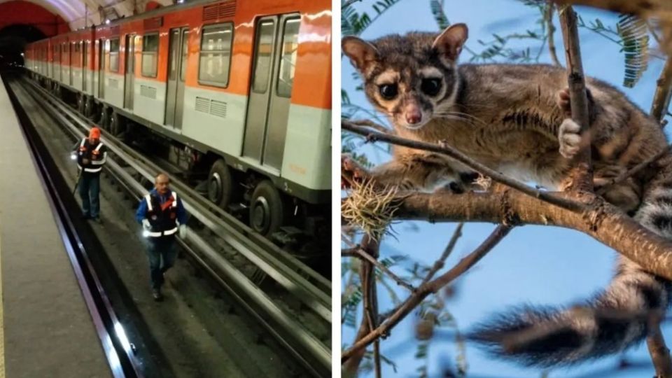 El Metro hizo un llamado a los usuarios del STC de dar aviso al personal de seguridad en las estaciones