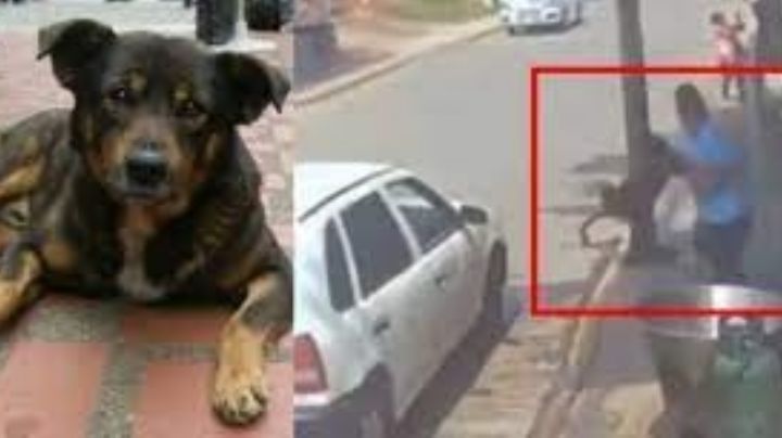 Identifican a hombre que lanzó a perrito a un cazo de aceite hiriviendo