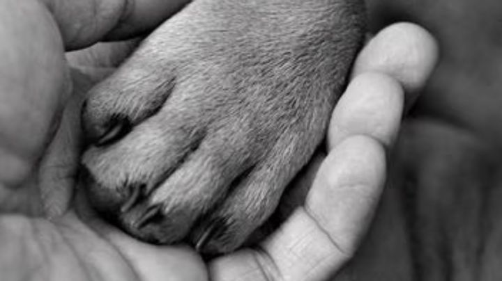 Perro quita comida a su hija, entonces lo mata y tira a la basura