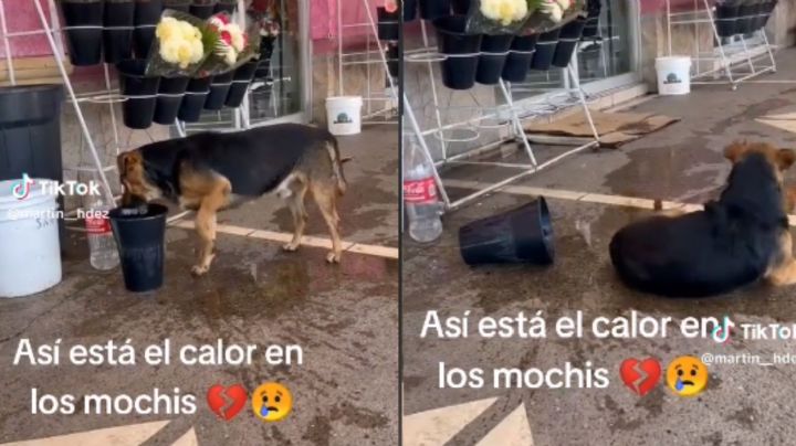 Este perrito se refresca de la ola de calor de manera curiosa