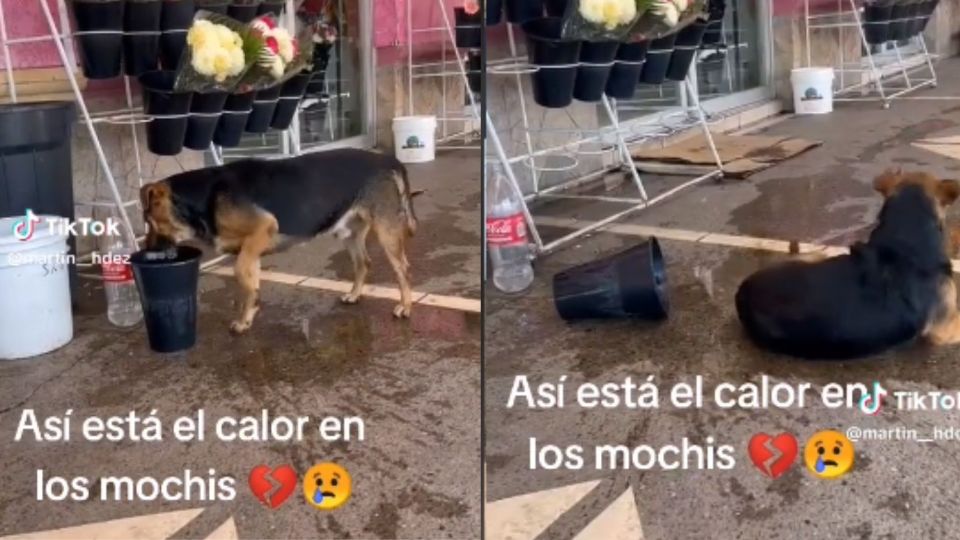 El animalito tiró un florero y se recostó en el agua
