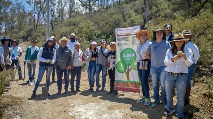 Concluyen reforestación en Geoparque Comarca Minera; cumplen compromiso con la UNESCO